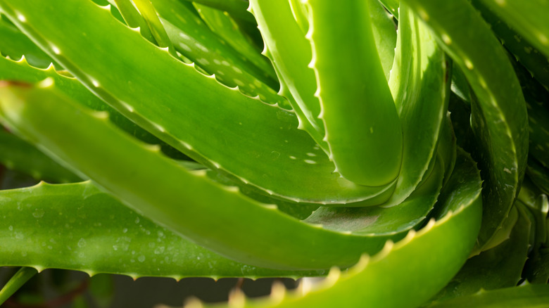 A close-up shot of an aloe vera plant