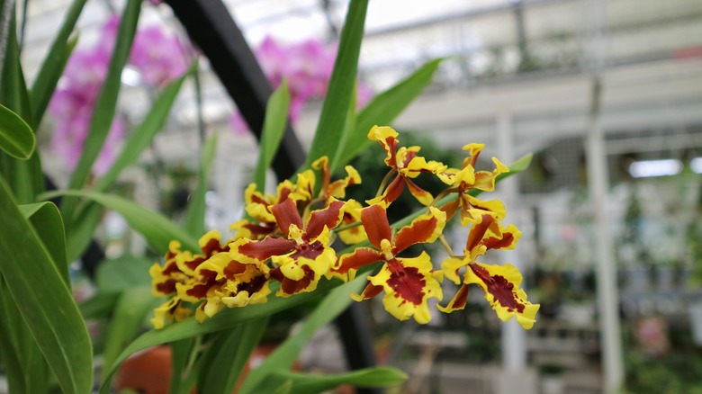 orchids in conservatory