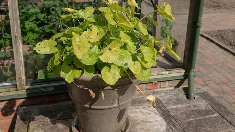 A potted wasabi plant growing in a greenhouse