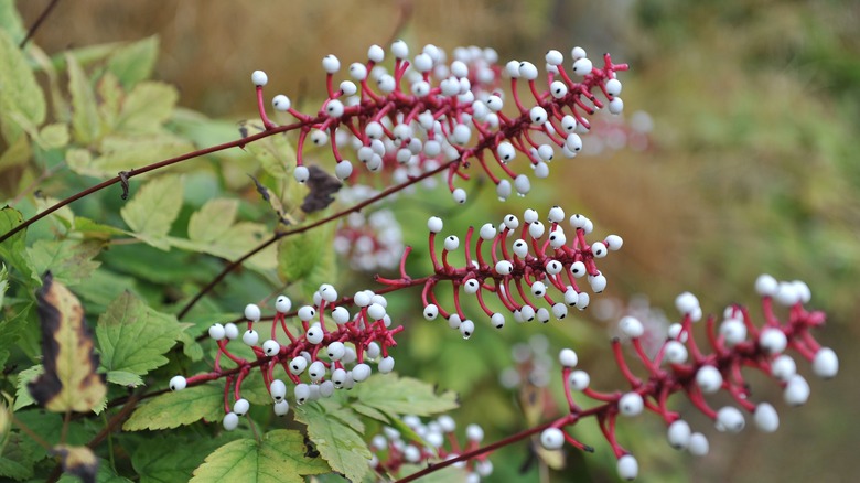 Cluster of white baneberry plants