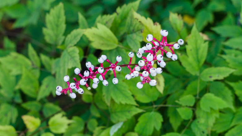 White baneberry plant