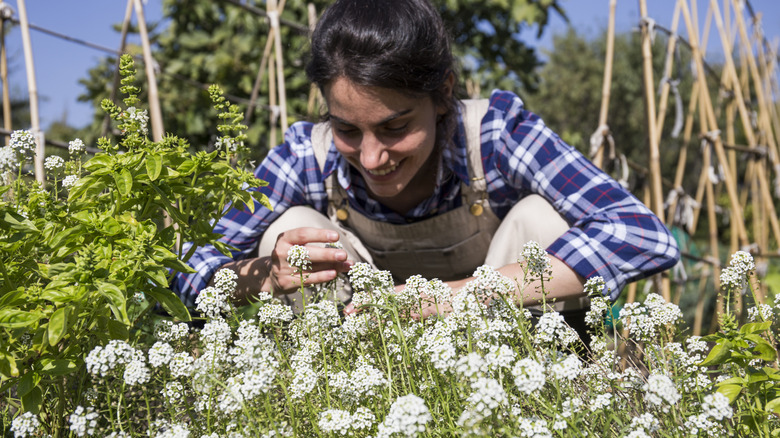 Gardener in blue plaid and overalls smiles at a patch of white-flowered yarrow