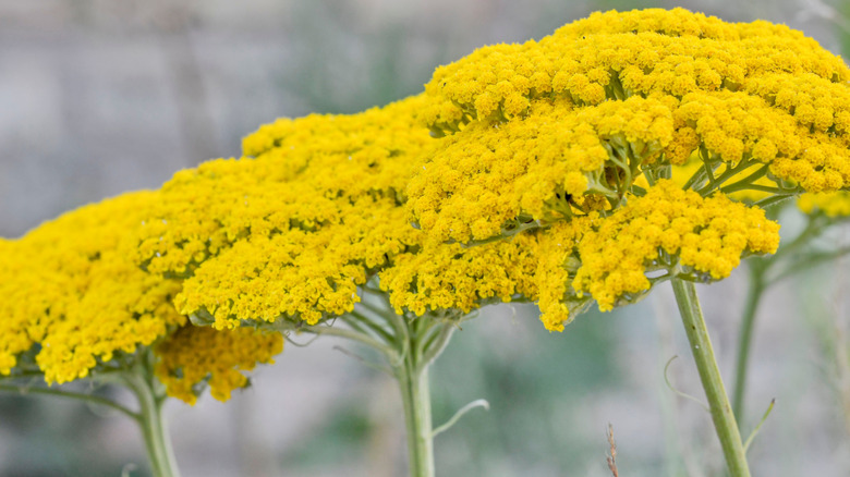 Three bright yellow yarrow flowers