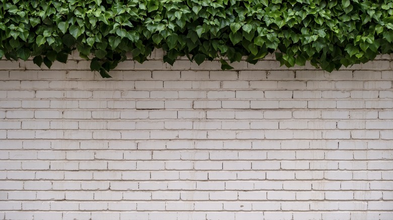 Limewash brick walls