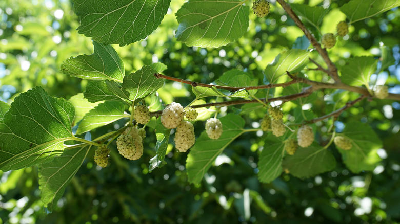 Invasive white mulberry tree with fruit