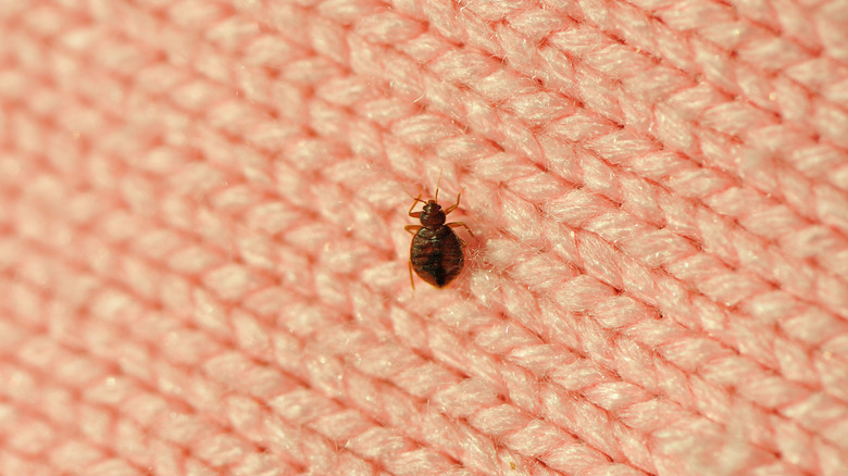 Bed bug on quilt