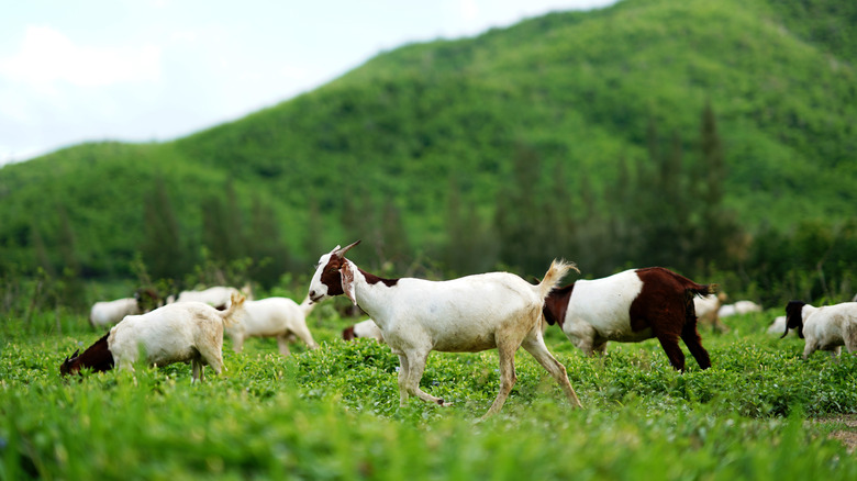 Goats in a pasture