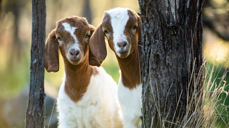 Two young goats in between trees