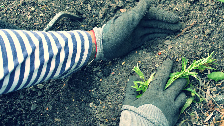 Hands manually pulling weeds out of soil