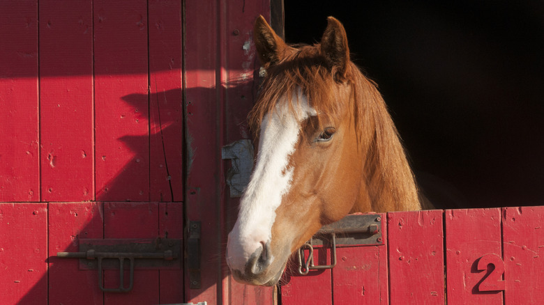A brown and white horse peeks its head through a red barn door.