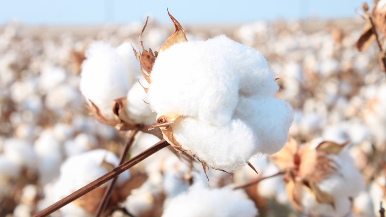 Cotton growing in field