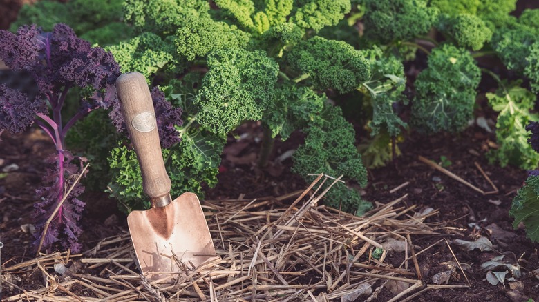 copper trowel in the garden