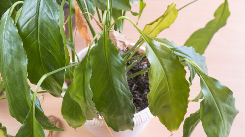 Dormant houseplant wilting in pot