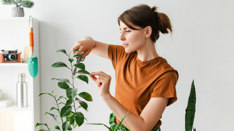 Woman pruning a houseplant