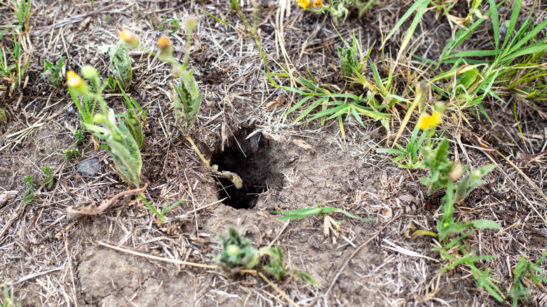 Snake hole in the ground surrounded by grass and weeds