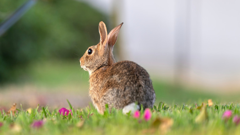 Wild rabbit in backyard