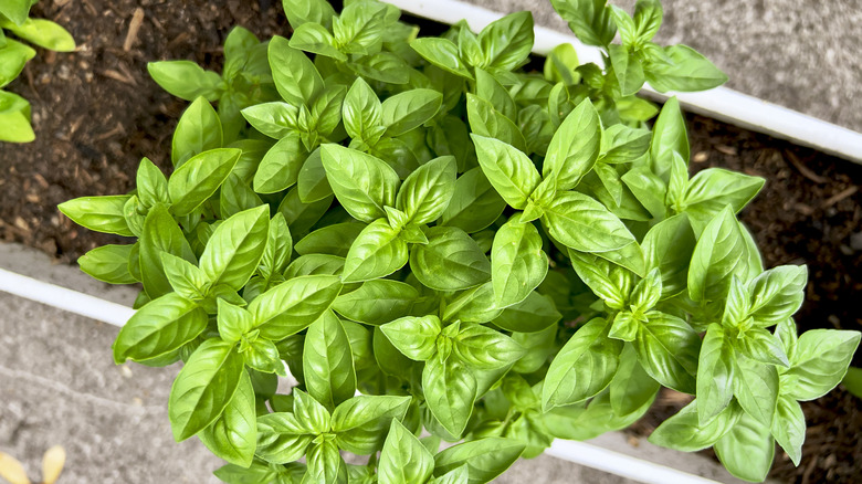 Close up of a basil plant in a garden