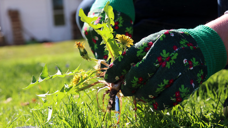 A person wearing gardening gloves and hand pulling a weed from the lawn.