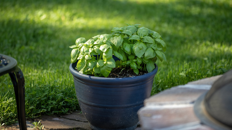A lush basil plant growing in a large pot outdoors