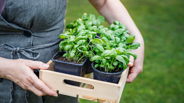 Gardener holding a tray of basil seedlings ready for planting