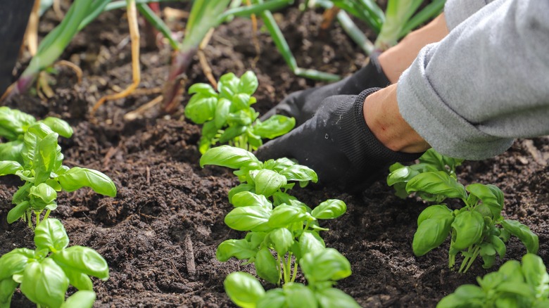 Gardener planting basil seedlings in the ground
