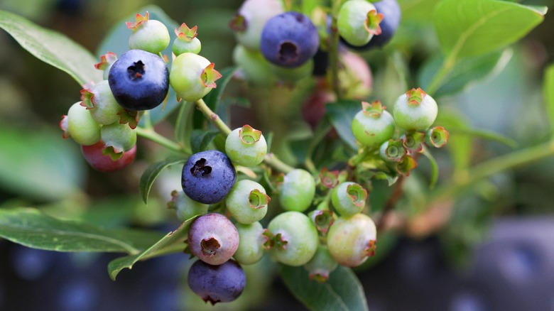 Ripe blueberries on a potted blueberry bush