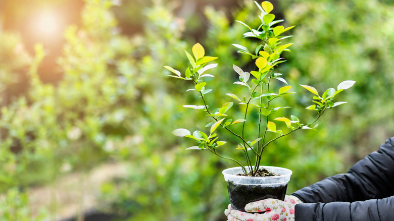 Blueberry bush in a container ready to be planted