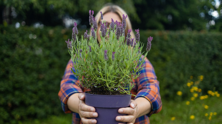 Woman holding a starter pot with lavender flowers