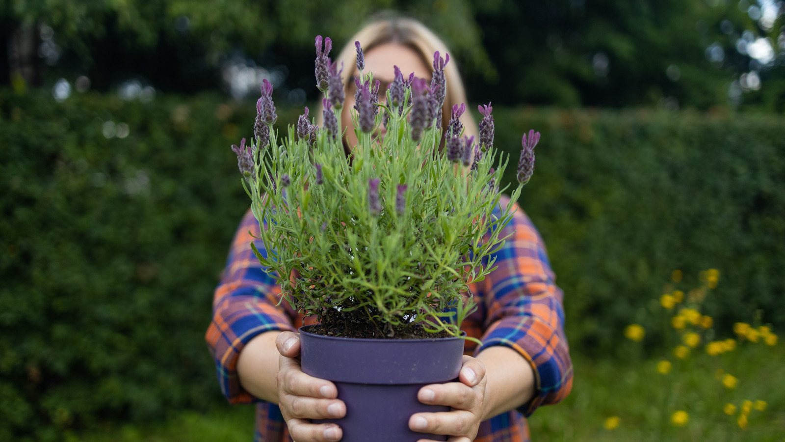 Is It Better To Plant Lavender In The Ground Or In Containers?