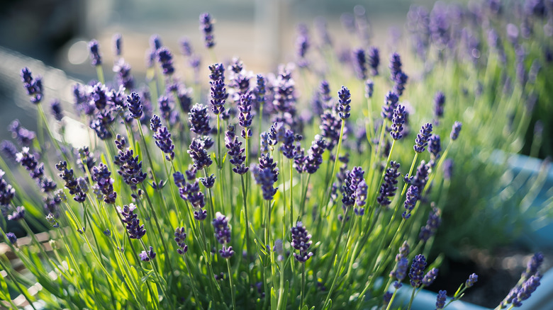 lavender growing in pots