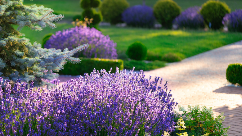 mature lavender in garden