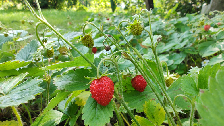 Strawberries ripening in a garden