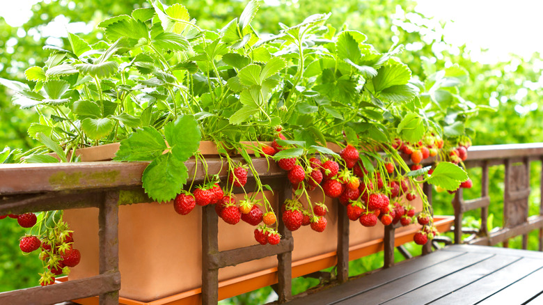 Strawberry plants in a window box on a balcony