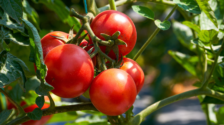 Beautiful, ripe tomatoes growing off of a vine.