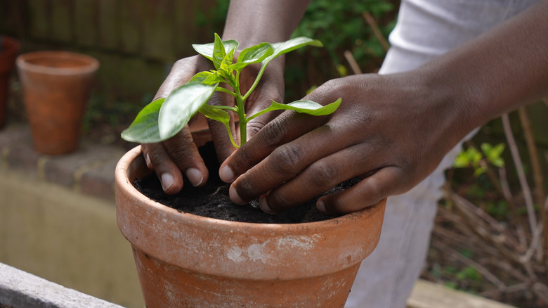 Someone planting a tomato plant into a small pot.