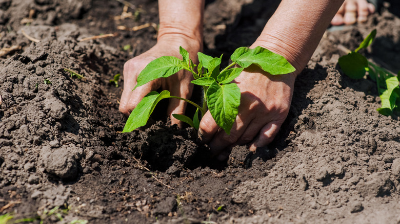 Hands planting a tomato seedling into a garden bed.