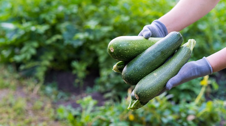 Hands holding zucchini harvested in garden