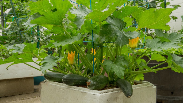 Zucchini plant growing in a container