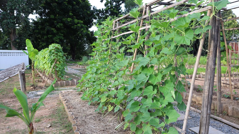 Zucchini plants supported by trellises