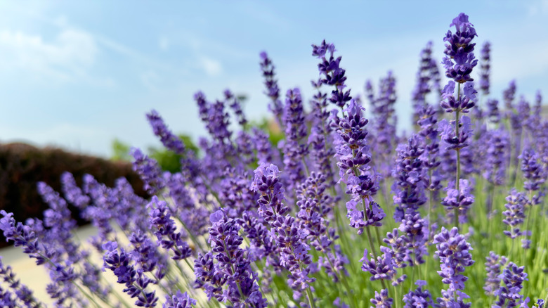 Close-up of English lavender plants blooming
