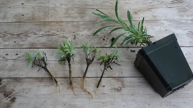 Lavender cuttings with roots, one in a pot