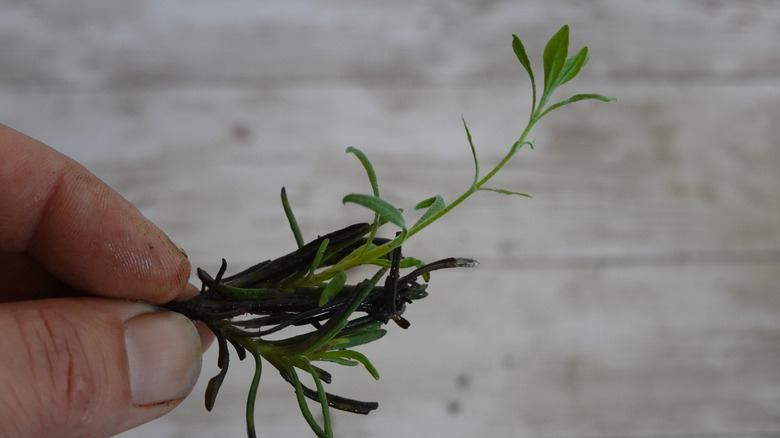 Lavender cutting with new shoots