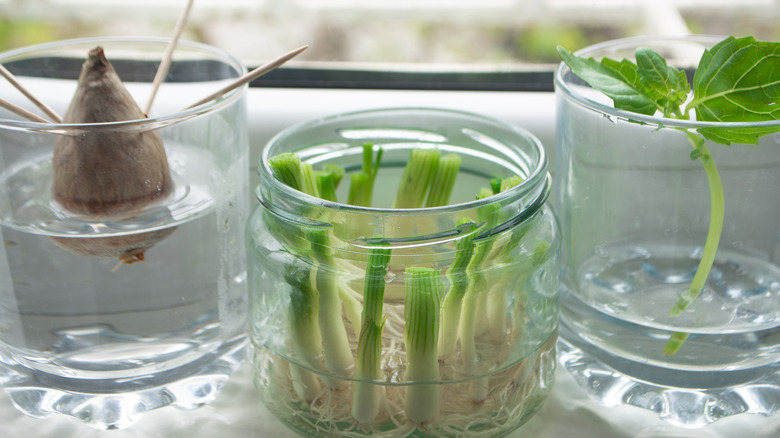 Three glass jars regrow kitchen scraps