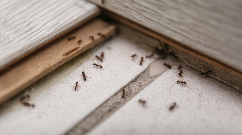Ants walking on floorboards