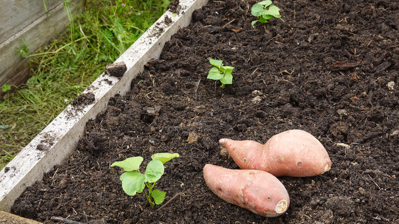 Two sweet potato tubers sitting on a freshly prepared raised garden bed next to three young sweet potato plants
