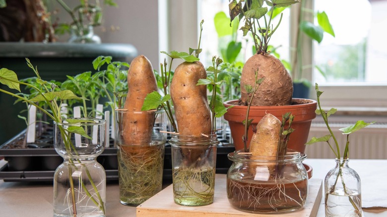 Sweet potato tubers sprouting in water along with some slips rooting in water-filled jars and a tuber sprouting in a soil-filled pot