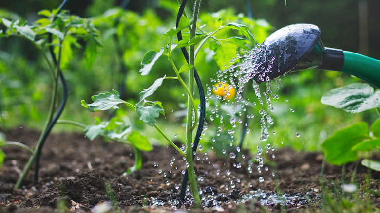 Hose watering garden bed
