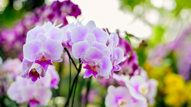 A closeup of beautiful pink orchid flowers