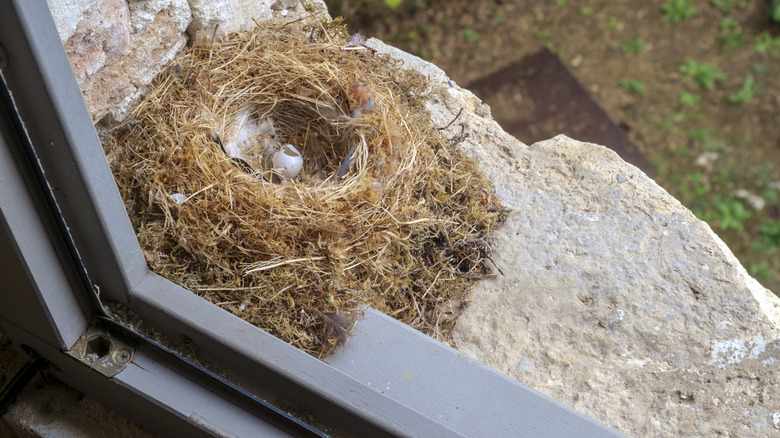 Bird nest in corner near window