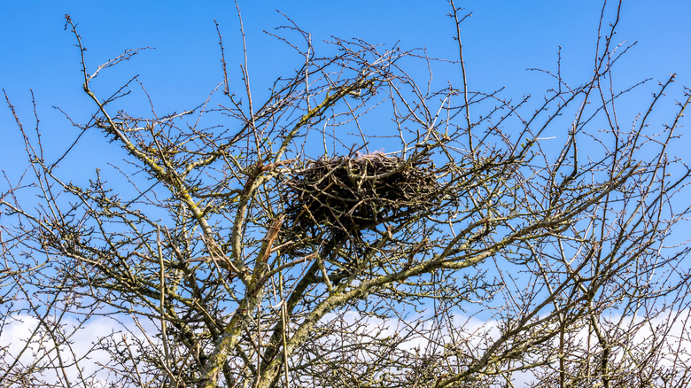 Bird nest in tree branches